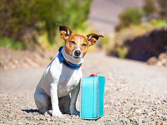 Faire garder son animal pendant les vacances