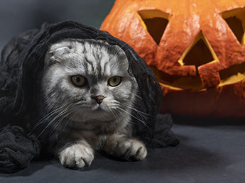 Votre animal et Halloween