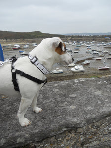 Collier chien Breizh (Plusieurs coloris)